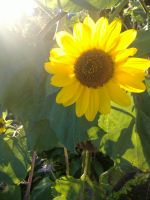 Sunny Day